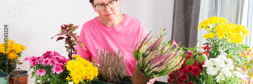 A 50-year-old woman transplanting autumn heather flowers into pots, enhancing her home terrace or balcony with vibrant seasonal decor, banner