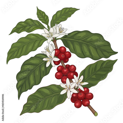 Coffee plant branch with vibrant red berries and white flowers.
