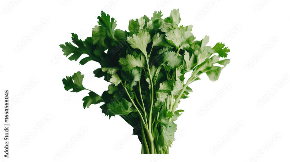 Fototapeta premium Fresh parsley bunch, green herbs, culinary leaves, food ingredients