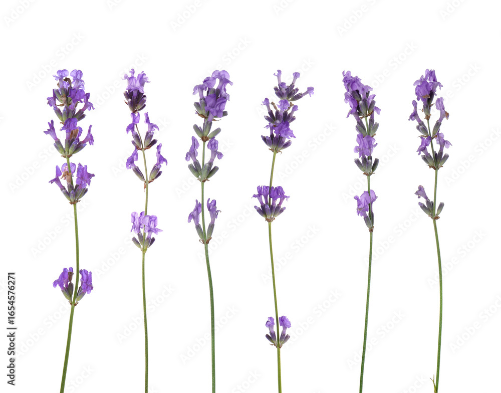 Naklejka premium Fragrant lavender flowers isolated on white, set