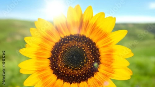 A close-up of a vibrant sunflower with yellow and brown petals, with a bright sun and green background