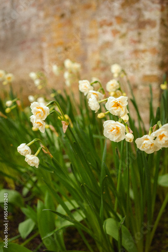 Flores brancas de Narciso