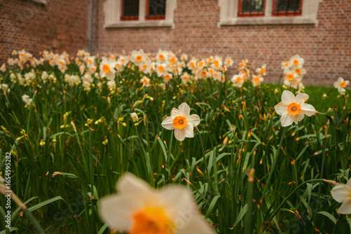 Narciso