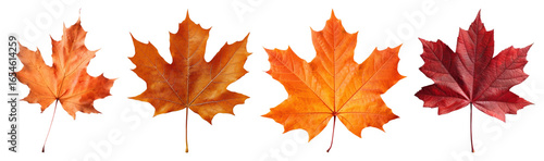Wallpaper Mural PNG Vibrant autumn maple leaves variety, element set on transparent background Torontodigital.ca