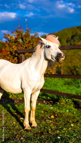 White pony in autumnal field