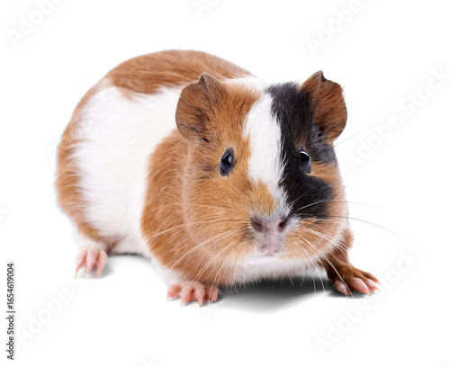 Cute Guinea Pig on Transparent Background
