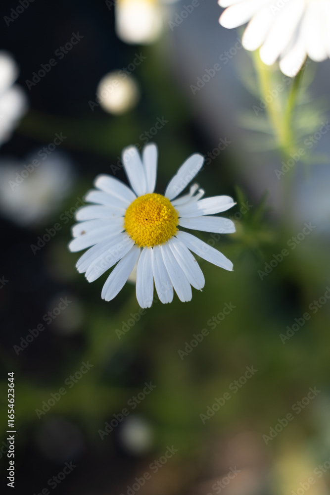 Obraz premium Close-up of blooming chamomile flowers with white petals and yellow centers, captured in soft sunlight with a blurred natural background.