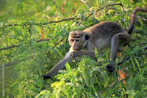 Toque macaque (Macaca sinica), adult on a tree, eating, Yala National Park, Sri Lanka
