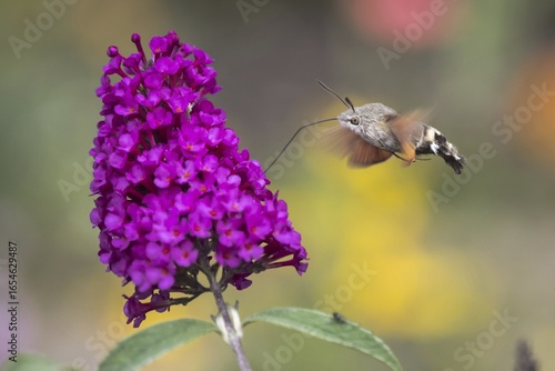 Hummingbird hawk-moth (Macroglossum stellatarum), flying, collects nectar butterfly-bush (Buddleja davidii)
