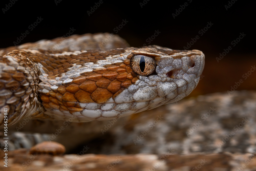 Fototapeta premium Herpetofauna