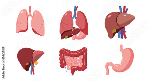 Colorful internal organs set: lungs, liver, intestines, stomach in flat style