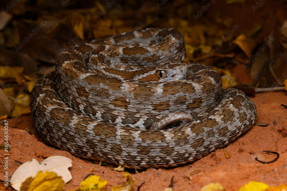 Fototapeta premium Herpetofauna