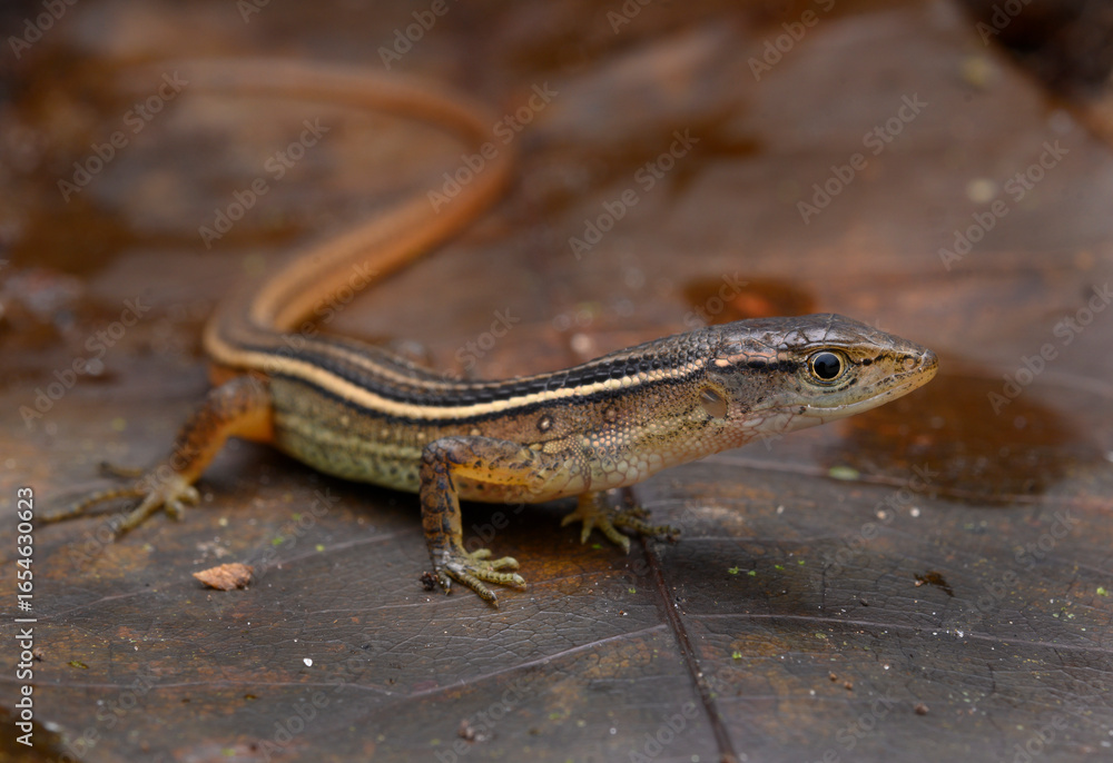 Fototapeta premium Herpetofauna