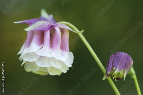 Columbine (Aquilegia hybrids), Emsland, Lower Saxony, Germany