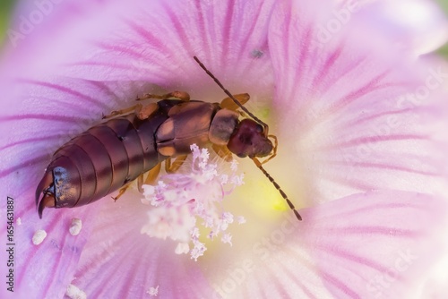 Common earwig (Forficula auricularia) in mallow flower (Malva sylvestris), Hesse, Germany