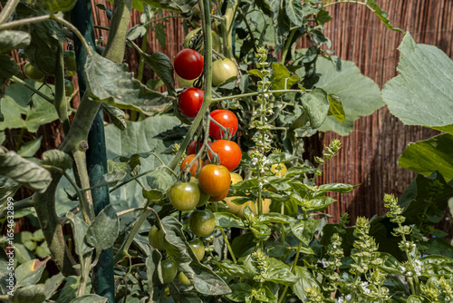 Saftige Cocktailtomaten Im Garten