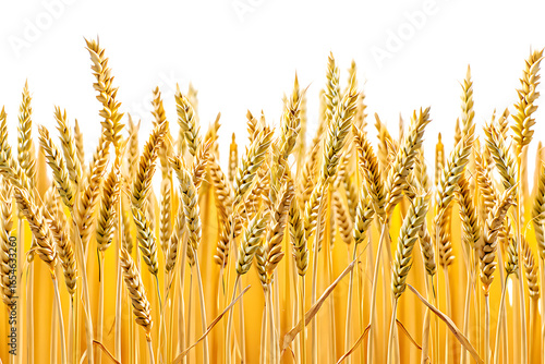 wheat field isolated on transparent background
