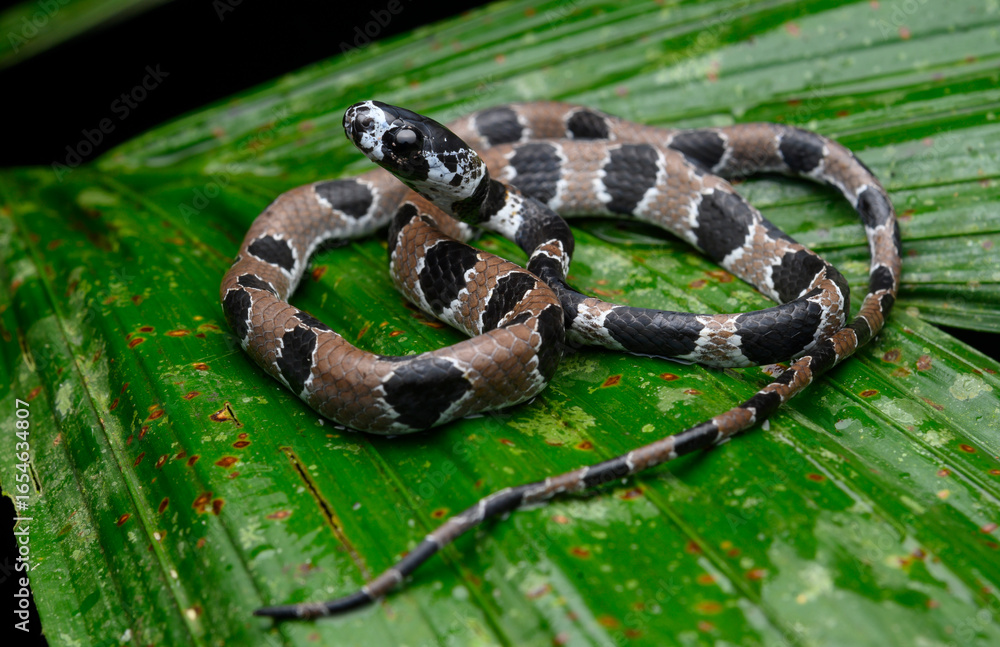 Fototapeta premium Herpetofauna