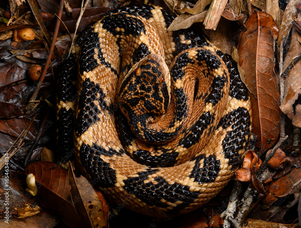 Obraz premium Herpetofauna