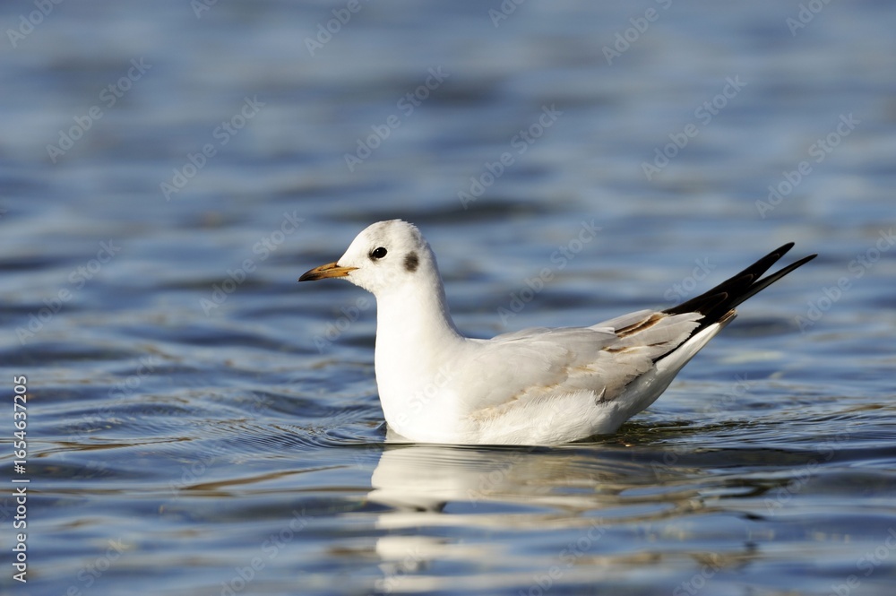 Black-headed gull (Larus ridibundus), swimming Black-headed gull (Larus ridibundus), swimming