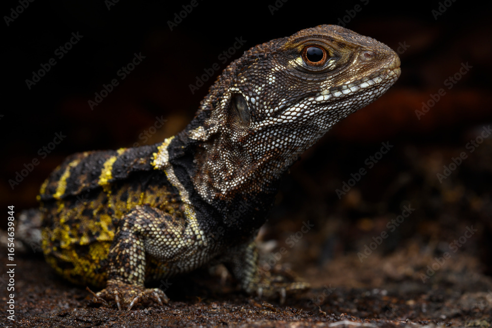 Naklejka premium Herpetofauna