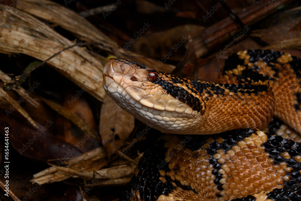 Obraz premium Herpetofauna