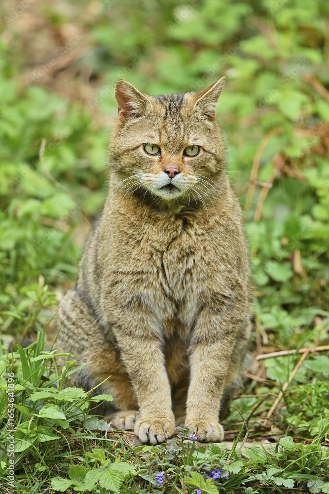 European wildcat (Felis silvestris silvestris), male sitting in bushes, captive, Switzerland European wildcat (Felis silvestris silvestris), male sitting in bushes, captive, Switzerland