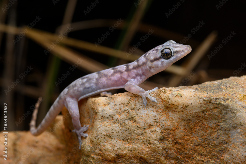 Obraz premium Herpetofauna