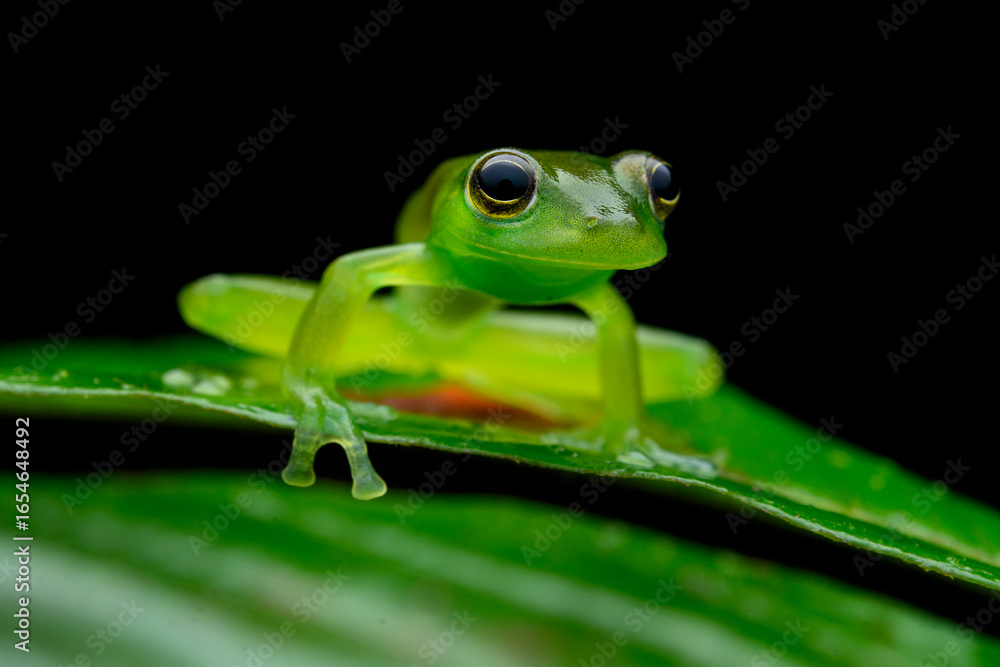 Fototapeta premium Herpetofauna