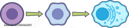 Diagram of B cell differentiation into a plasma cell. Shows a lymphocyte maturing into an antibody-producing cell, a key process in the adaptive immune system.