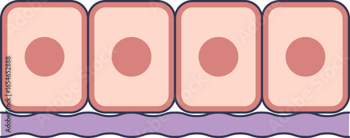 A scientific icon showing epithelial cells anchored to the basal lamina. This vector diagram illustrates the basement membrane, a fundamental structure in tissue anatomy.
