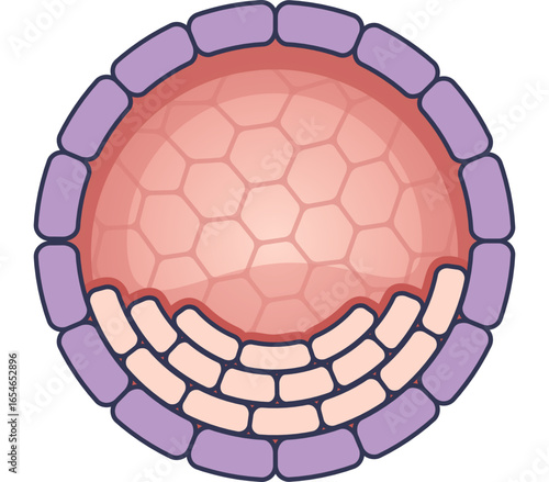 A diagram of a blastocyst, a stage in early embryonic development. Shows the inner cell mass, trophectoderm, and blastocoel, crucial for implantation.