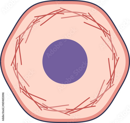 A diagram of an animal cell highlighting the cell cortex. This network of actin filaments beneath the plasma membrane provides structural support and regulates cell shape and mechanics.