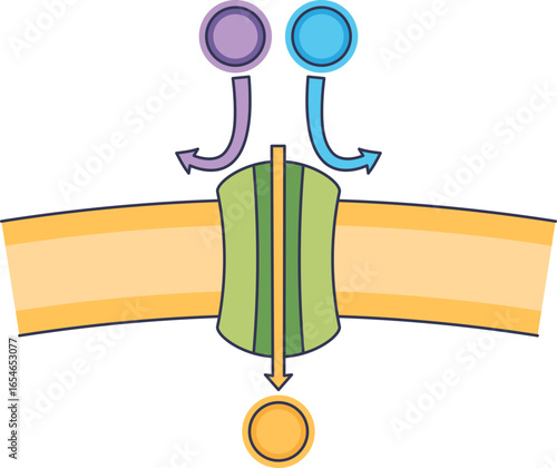 A channel protein embedded in a cell membrane transports molecules across the lipid bilayer. This diagram illustrates facilitated diffusion, a key process in cellular transport and biology.