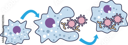 A diagram of a macrophage performing phagocytosis. The cell engulfs and digests blood clot components, illustrating the biological process of thrombus resolution and immune response.