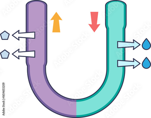 Diagram of countercurrent multiplication in the Loop of Henle. Shows water reabsorption in the descending limb and solute transport in the ascending limb, creating a concentration gradient.