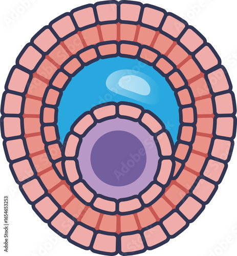 A diagram of a developing ovarian follicle, showing an oocyte surrounded by granulosa cells and a fluid-filled antrum. This illustrates folliculogenesis and female reproductive biology.