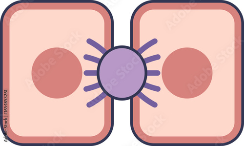 A diagram of a desmosome, a cell junction connecting two adjacent cells. It shows the protein complex linking the cytoskeletons, providing strong adhesion and structural integrity to tissues.