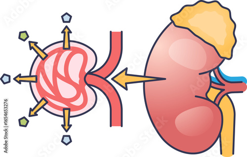 An illustration of a kidney and a damaged glomerulus, showing impaired filtration. This represents the pathophysiology of diabetic nephropathy, a serious complication of diabetes.