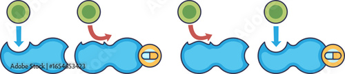 Diagram of allosteric enzyme activation. An activator binds to an enzyme's allosteric site, inducing a conformational change that allows the substrate to bind to the now-active site.