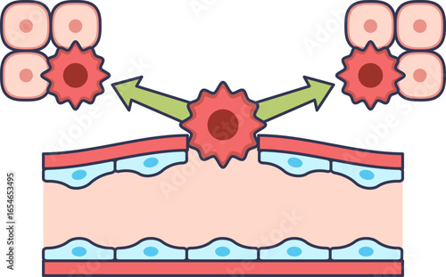 A diagram illustrating the extravasation process. A cell, such as a leukocyte or tumor cell, is shown migrating through the endothelial wall of a blood vessel into the surrounding tissue.