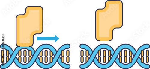 A protein, likely a transcription factor or repressor, dissociates from a DNA double helix. This illustrates a key mechanism in gene regulation, controlling gene expression.