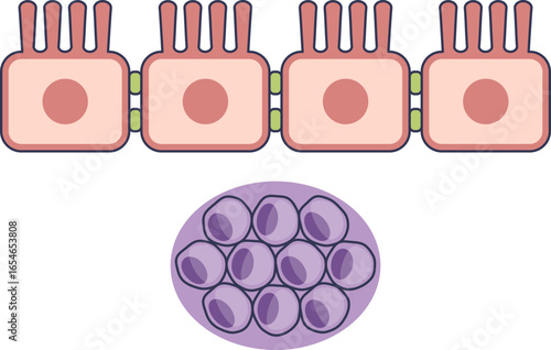 Diagram of Gut-Associated Lymphoid Tissue (GALT). Shows intestinal epithelial cells with microvilli above a lymphoid follicle, representing mucosal immunity.