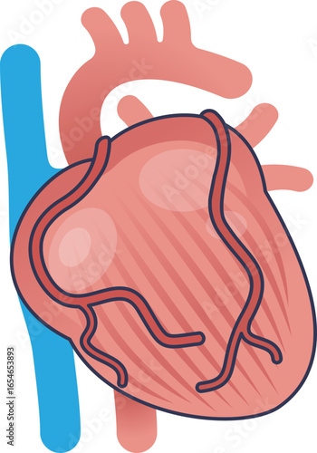 A stylized illustration of a healthy human heart muscle (myocardium) with coronary arteries and major vessels. This visual represents cardiovascular anatomy and the importance of heart health.