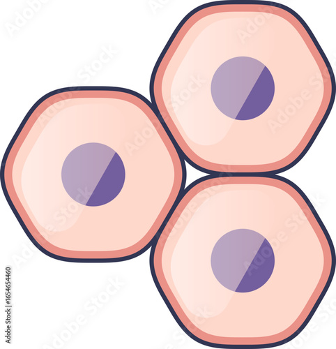 A diagram of epithelial cells forming a tissue. Intermediate filaments provide the crucial mechanical strength and structural support that maintain the integrity and shape of these cells.