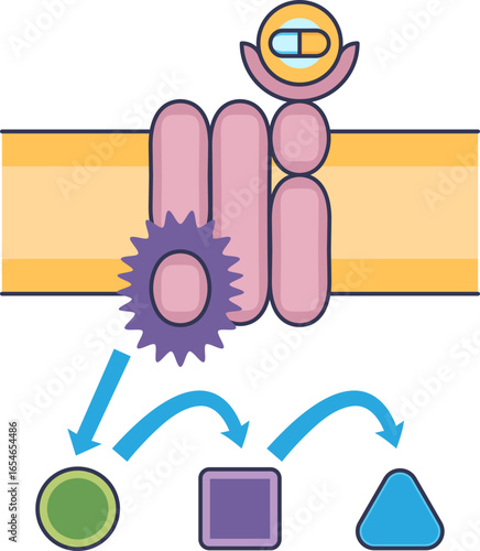 Diagram of an intracellular signaling cascade. A ligand binds to a cell membrane receptor, activating a chain reaction of downstream molecules, illustrating signal transduction.