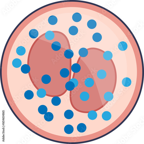 A diagram of a mature basophil, a granulocyte white blood cell. It shows a bi-lobed nucleus obscured by large, dark basophilic granules, crucial for allergic responses.