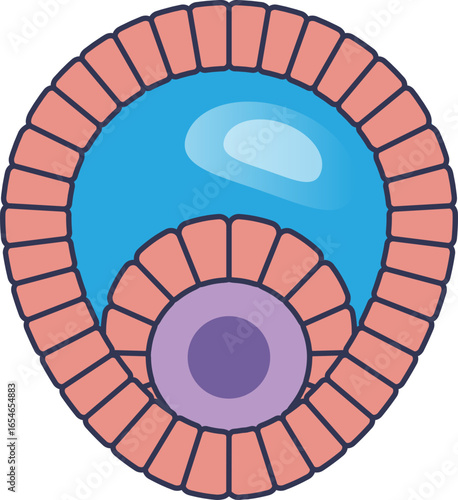 A diagram of a mature Graafian follicle, showing the oocyte within the cumulus oophorus, surrounded by the fluid-filled antrum and granulosa cells, ready for ovulation.