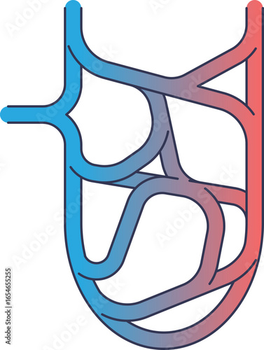Stylized diagram of the peritubular capillary network. The blue to red gradient illustrates blood flow and substance exchange around the nephron tubule, vital for kidney function.