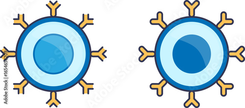 Illustration of two B-lymphocyte cells with surface antibodies. Symbolizes the adaptive immune system and targeted immunotherapy, representing ProTCell's focus on cellular defense mechanisms.
